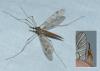 Tipula scripta